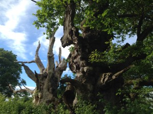 Druid Trees